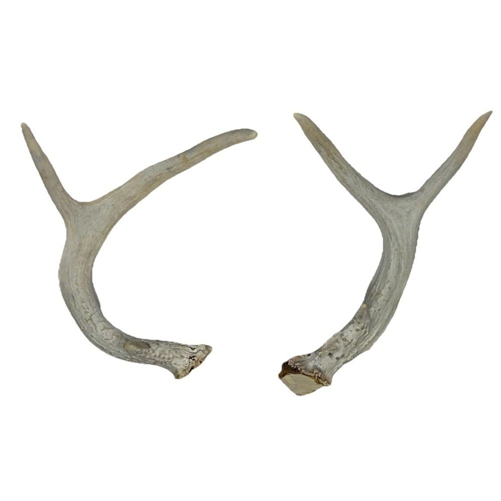 Wild 6 Point Pennsylvania Whitetail Deer Antlers Horns Decor‎ Man Cave Cabin